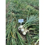 Б'янка F1 10000 насіння білої озимої цибулі, Libra Seeds, Італія